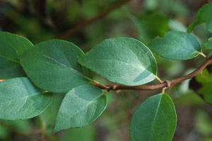 Climbing Hydrangea leaves